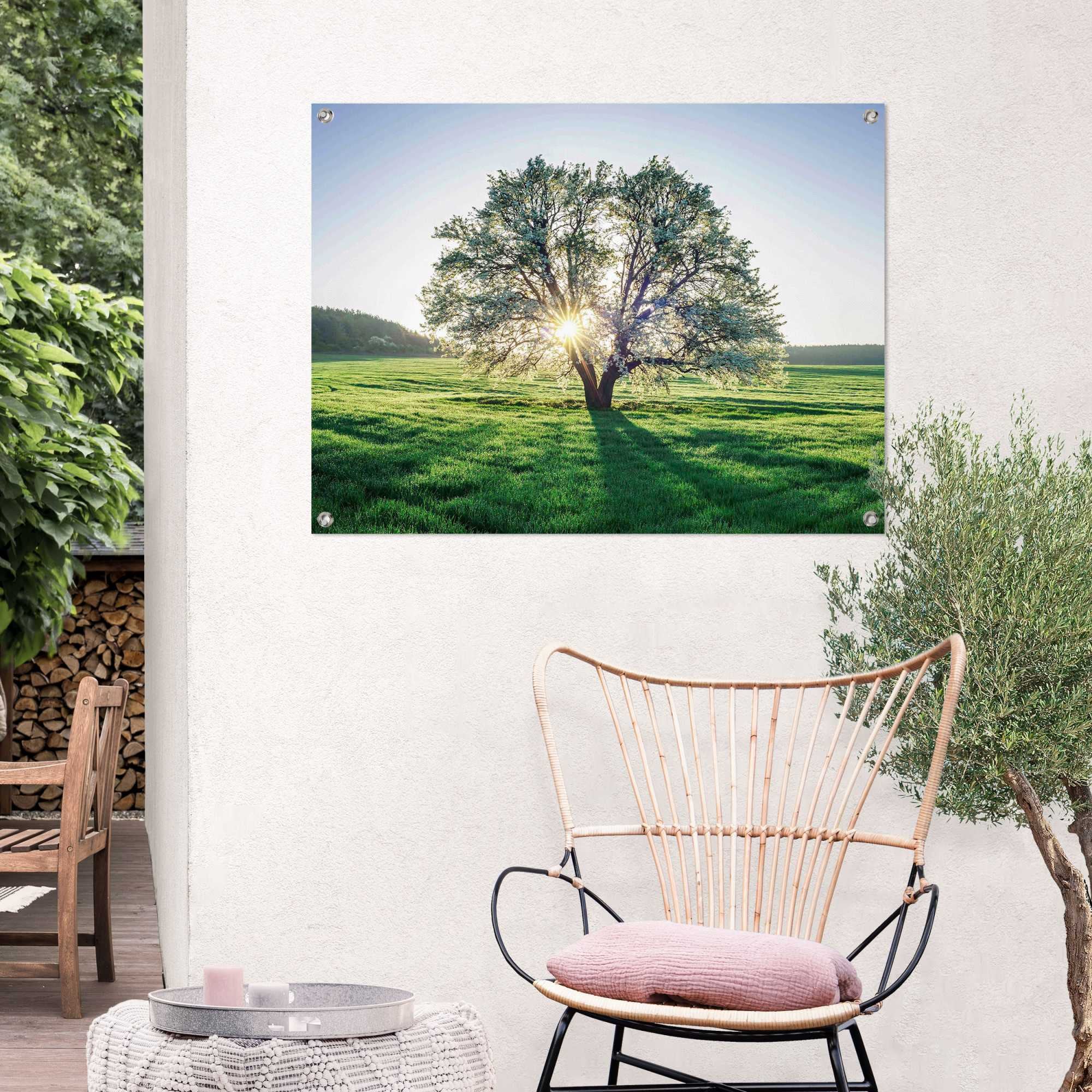 oder BAUR Balkon kaufen für Poster Morgensonne«, der Garten »Baum Reinders! in | Outdoor
