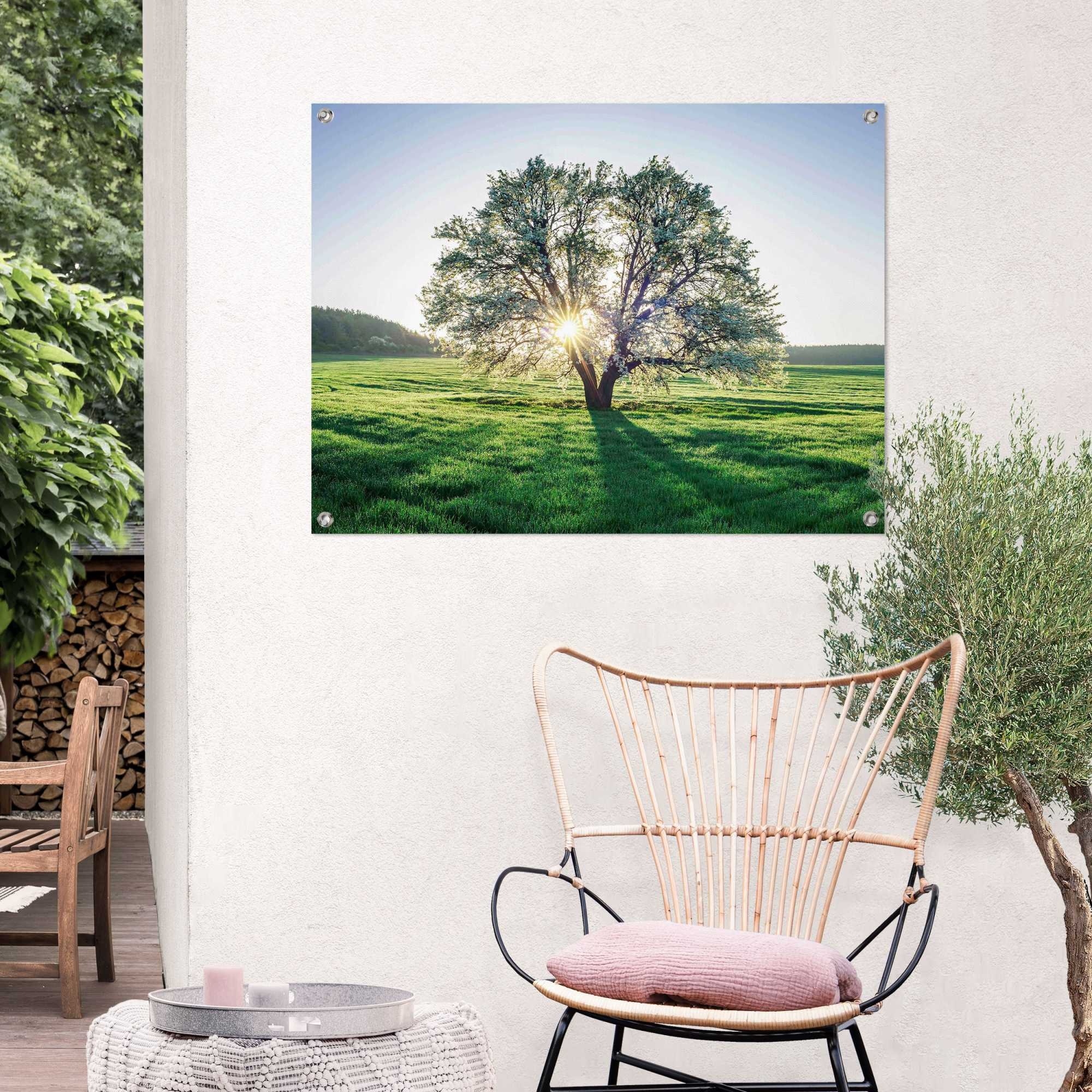 Reinders Poster "Baum in der Morgensonne", Outdoor für Garten oder Balkon günstig online kaufen