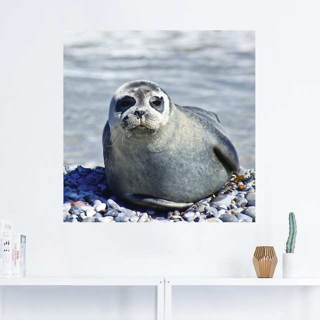 Artland Wandbild »Robbe am Strand von Helgoland«, Wassertiere, (1 St.), als  Alubild, Leinwandbild, Wandaufkleber oder Poster in versch. Größen  bestellen | BAUR