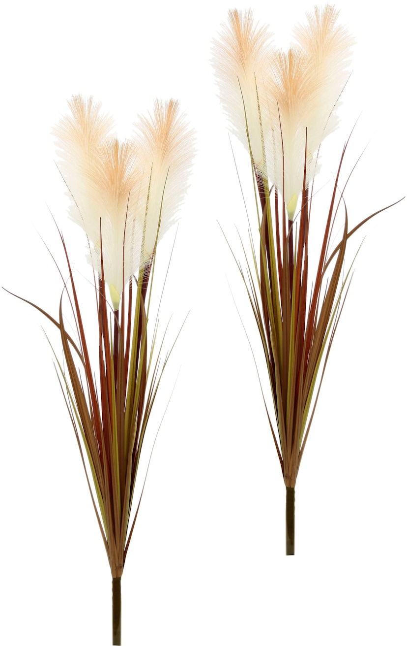 BCM Gräser »Pampasgras (weiß)«, (1 St.), Pampasgras-Set: 1 Pflanze  bestellen | BAUR