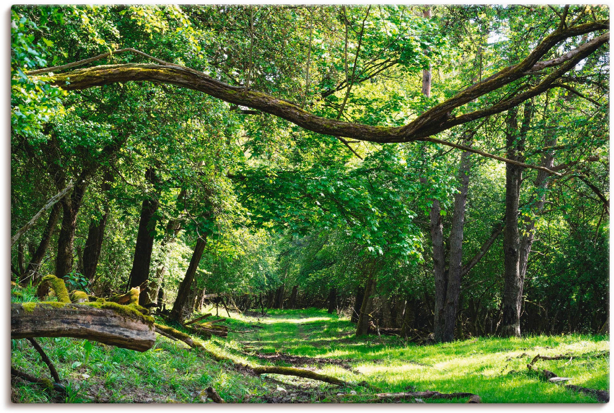 den Wandbild Artland durch Poster oder Wald«, Alubild, Weg versch. BAUR | Leinwandbild, in (1 Wald, grünen »Auf St.), als Wandaufkleber Größen kaufen grünem