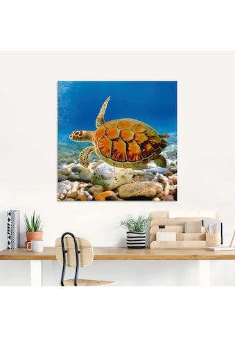 Glasbild »Schildkröte«, Wassertiere, (1 St.)