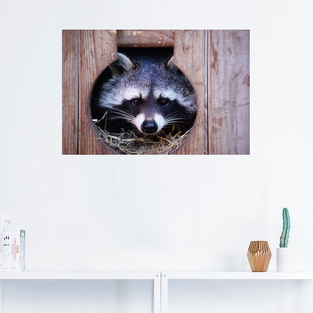 Artland Wandbild »Niedlicher kleiner Waschbär«, Wildtiere, (1 St.), als  Alubild, Leinwandbild, Wandaufkleber oder Poster in versch. Größen kaufen |  BAUR