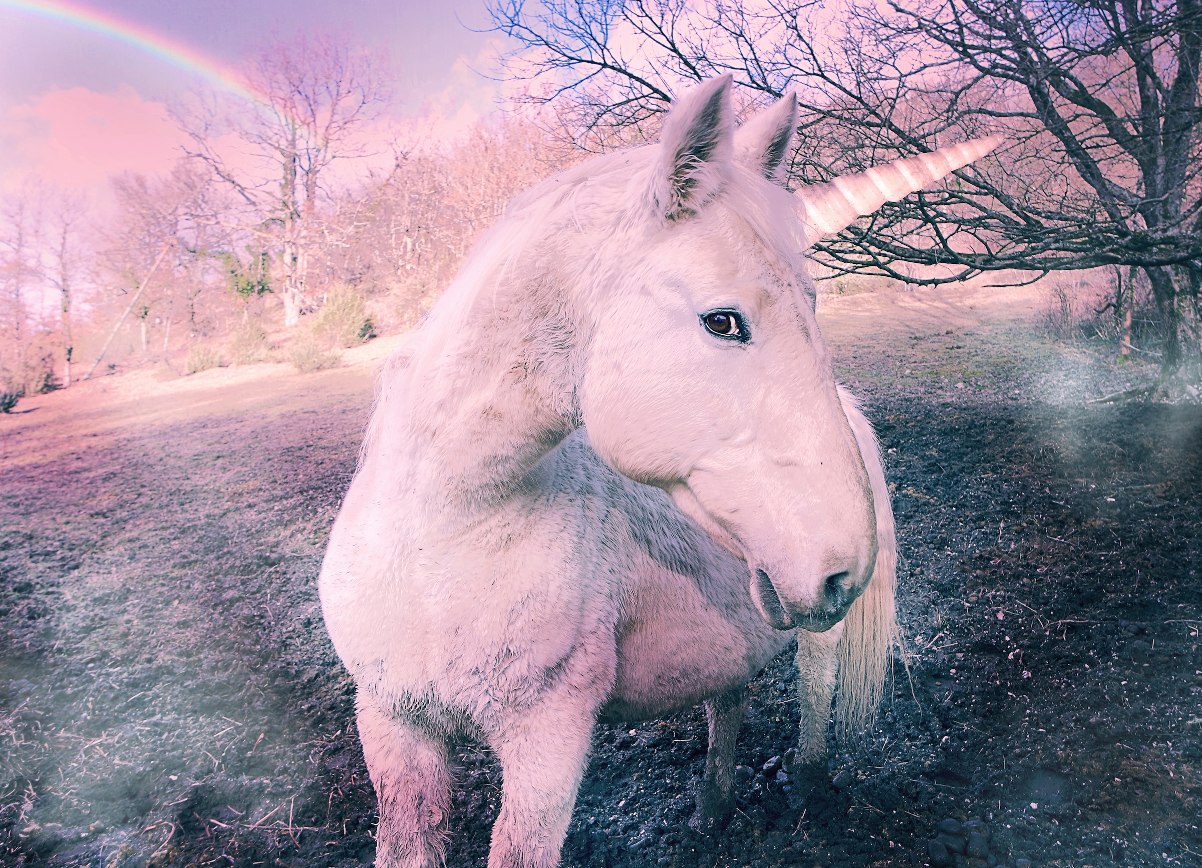 Papermoon Fototapete "Unicorn" glatt