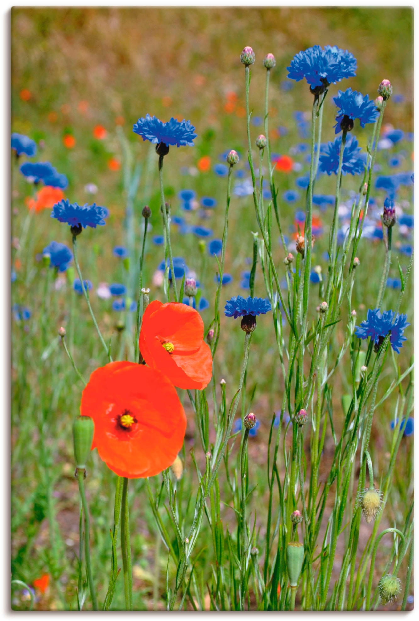 Artland Leinwandbild "Wiese mit Mohnblumen und Kornblumen" Blumen 1 Stk. tlg. auf Holzrahmen gespannt