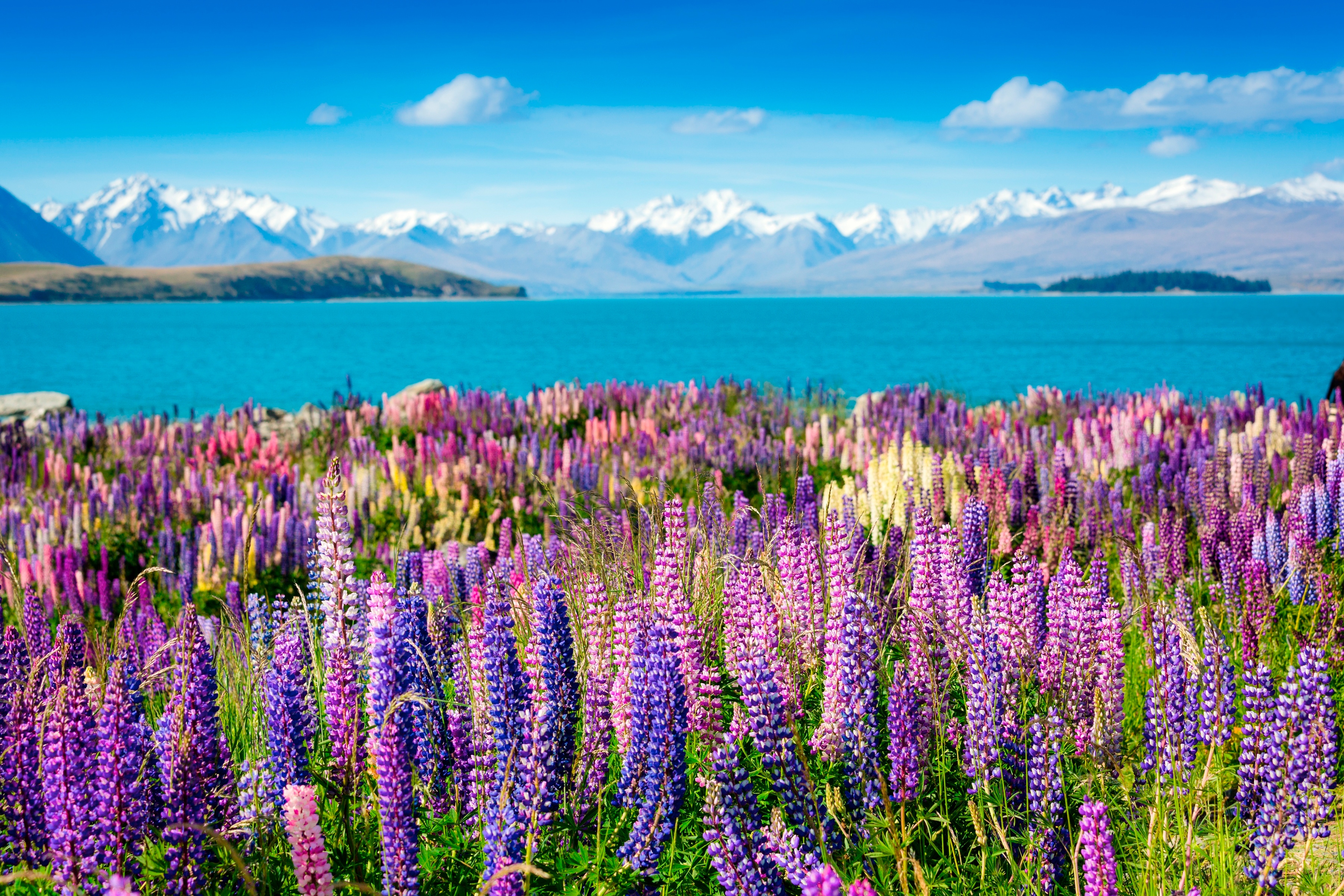Papermoon Fototapete "Montain Lake with Flowers" glatt
