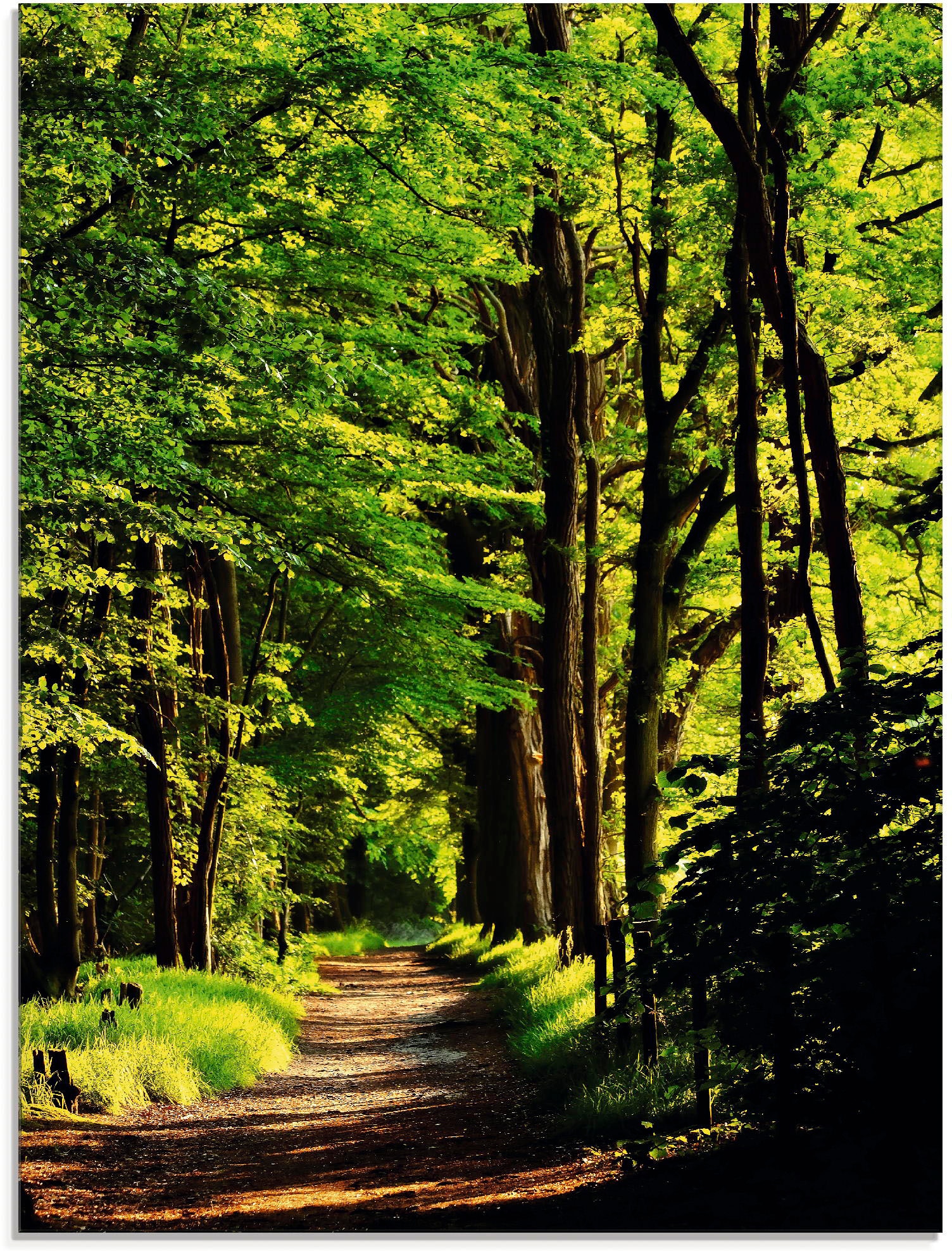 Artland Glasbild "Weg im Wald" Wald 1 Stk. tlg. in verschiedenen Größen