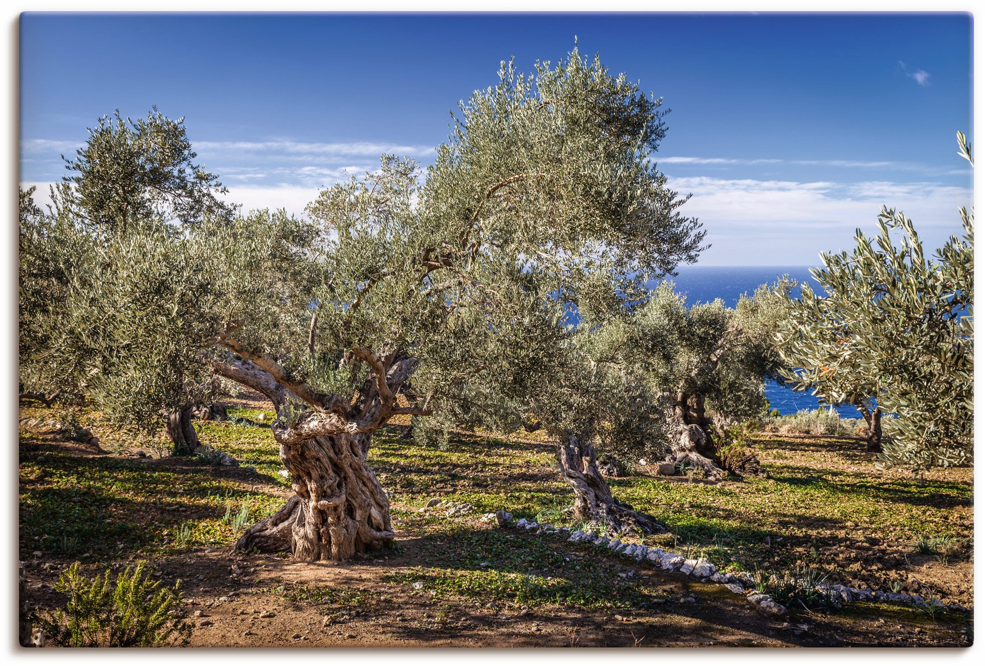 Artland Wandbild "Olivenhain in der Serra de Tramuntana", Küstenbilder, (1 St.), als Alubild, Outdoorbild, Leinwandbild,