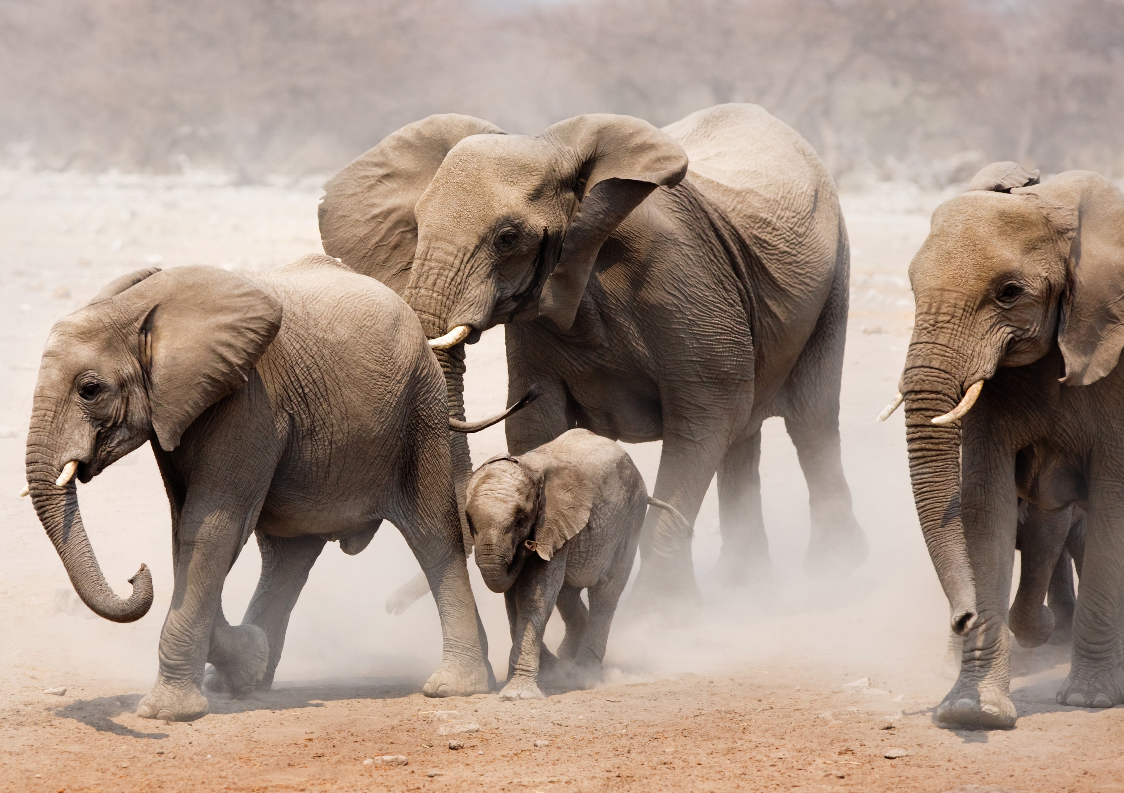 Papermoon Fototapete "Elephan Herd" glatt