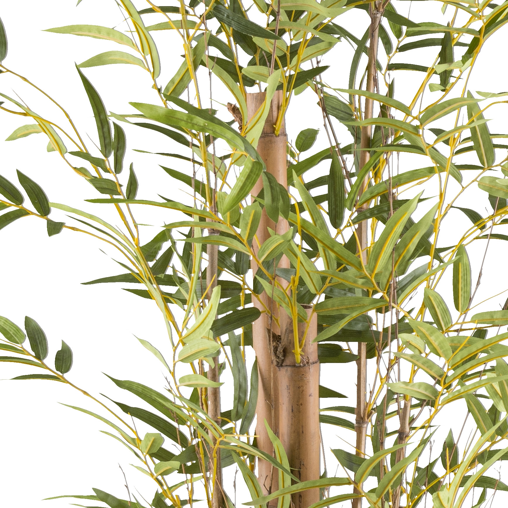 Creativ green Kunstbambus »Bambus vulgaris«, mit Naturstamm