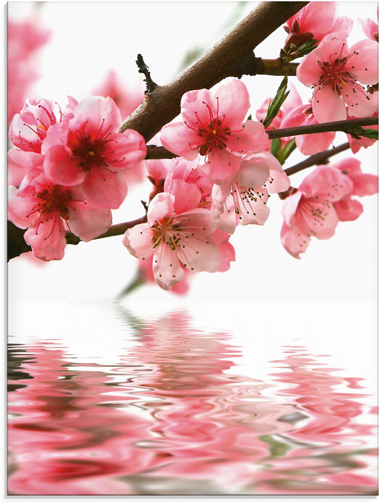 Artland Glasbild "Pfirsichblüten reflektieren im Wasser", Blumen, (1 St.), in verschiedenen Größen