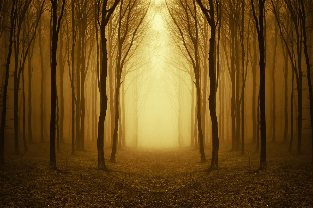 Papermoon Fototapete "Nebliger Waldweg"