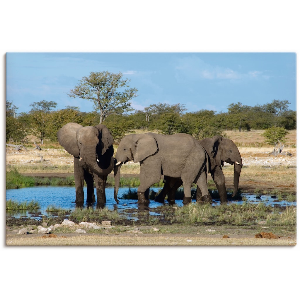 Artland Wandbild »Afrikanischer Elefant EtoshaNationalpark«, Elefanten Bilder, (1 St.)