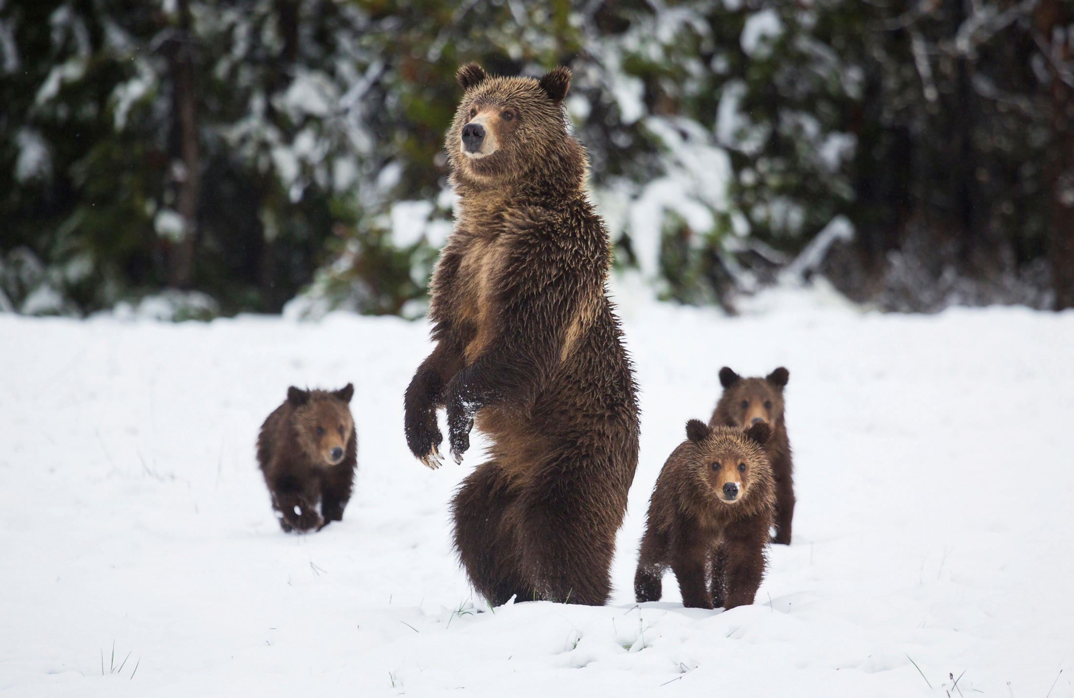 Papermoon Fototapete "GRIZZLEY BÄR-MIT JUNGEN WINTER NATUR WILDE TIERE WALD günstig online kaufen