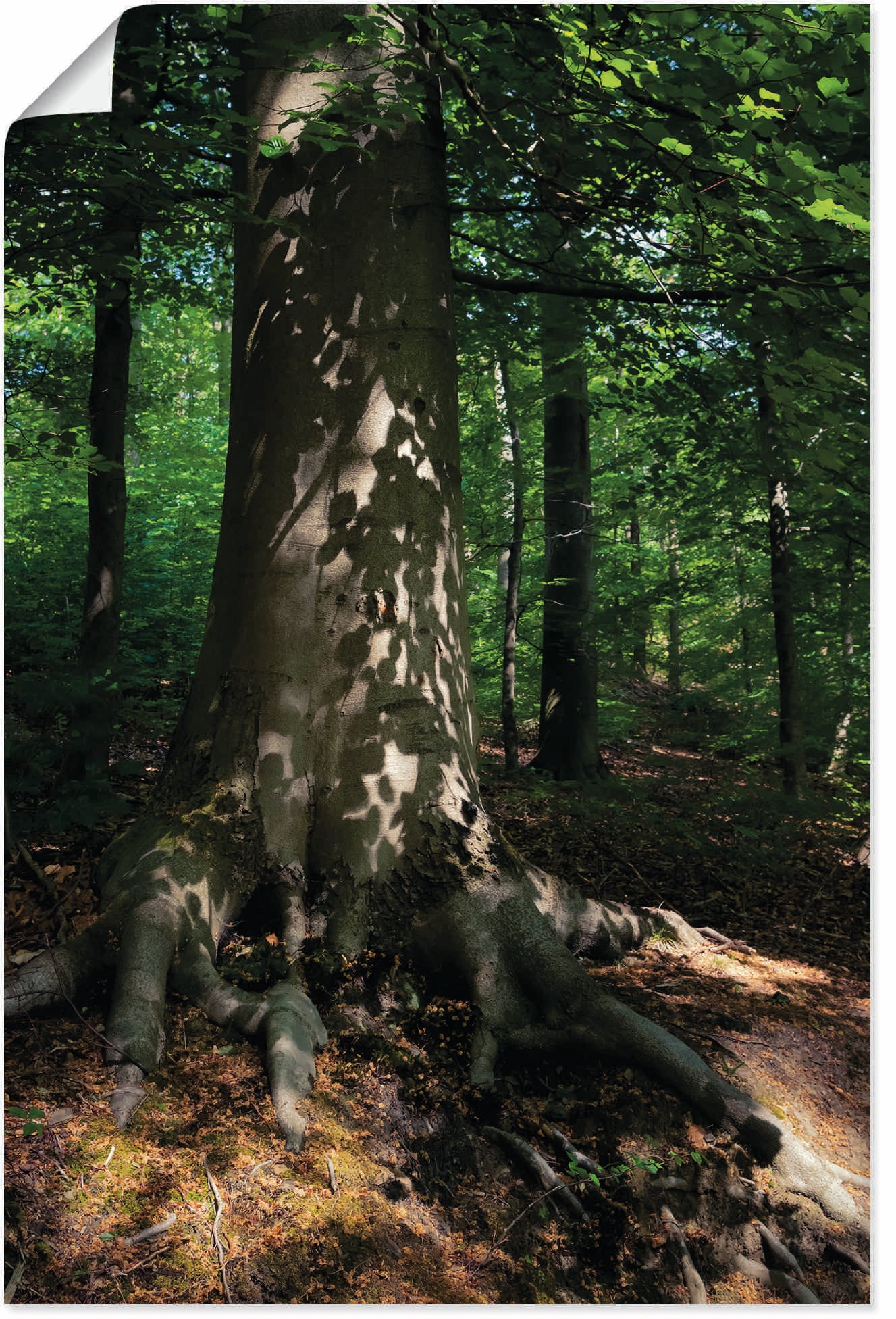 Artland Wandbild »Waldimpression«, Baumbilder, (1 oder als Poster | in Wandaufkleber bestellen Größen St.), versch. Alubild, BAUR Leinwandbild