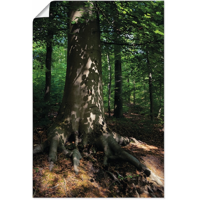 Artland Wandbild »Waldimpression«, Baumbilder, (1 St.), als Alubild,  Leinwandbild, Wandaufkleber oder Poster in versch. Größen bestellen | BAUR