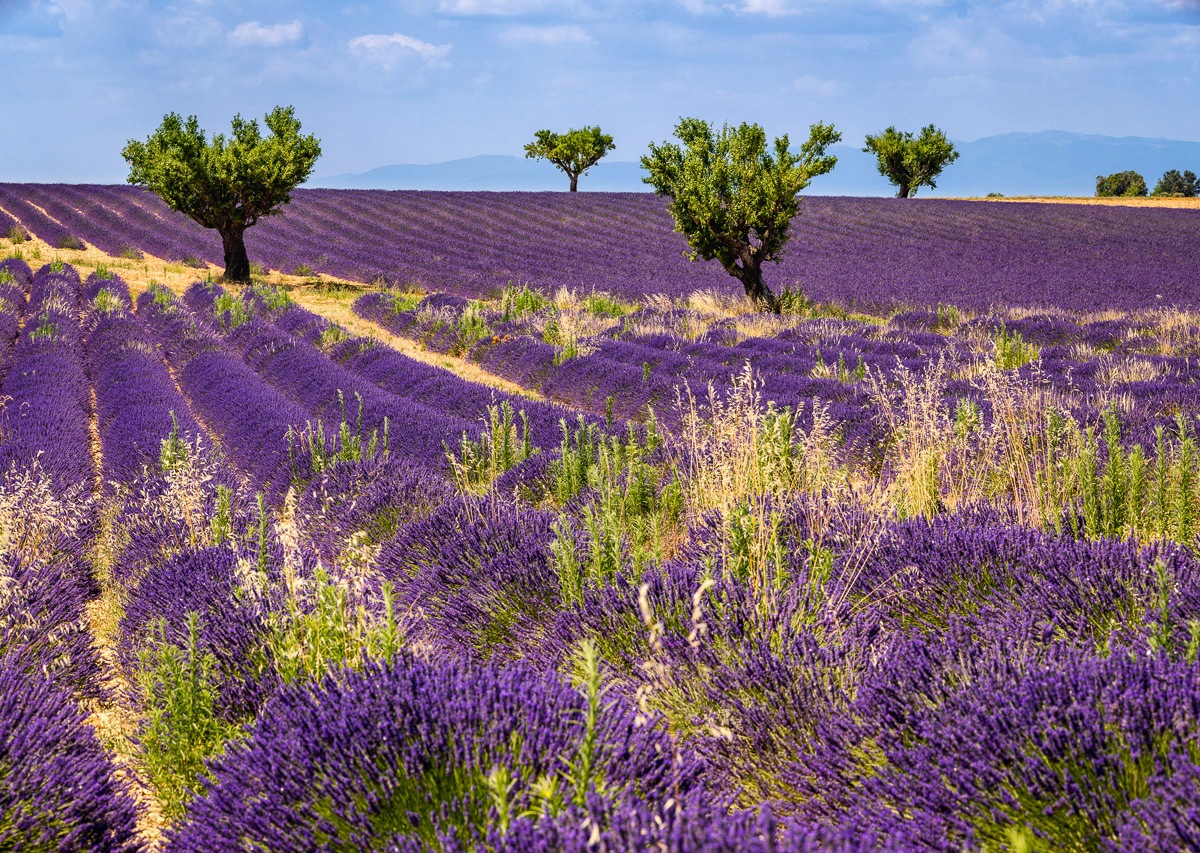Papermoon Fototapete »Blumenwiese«