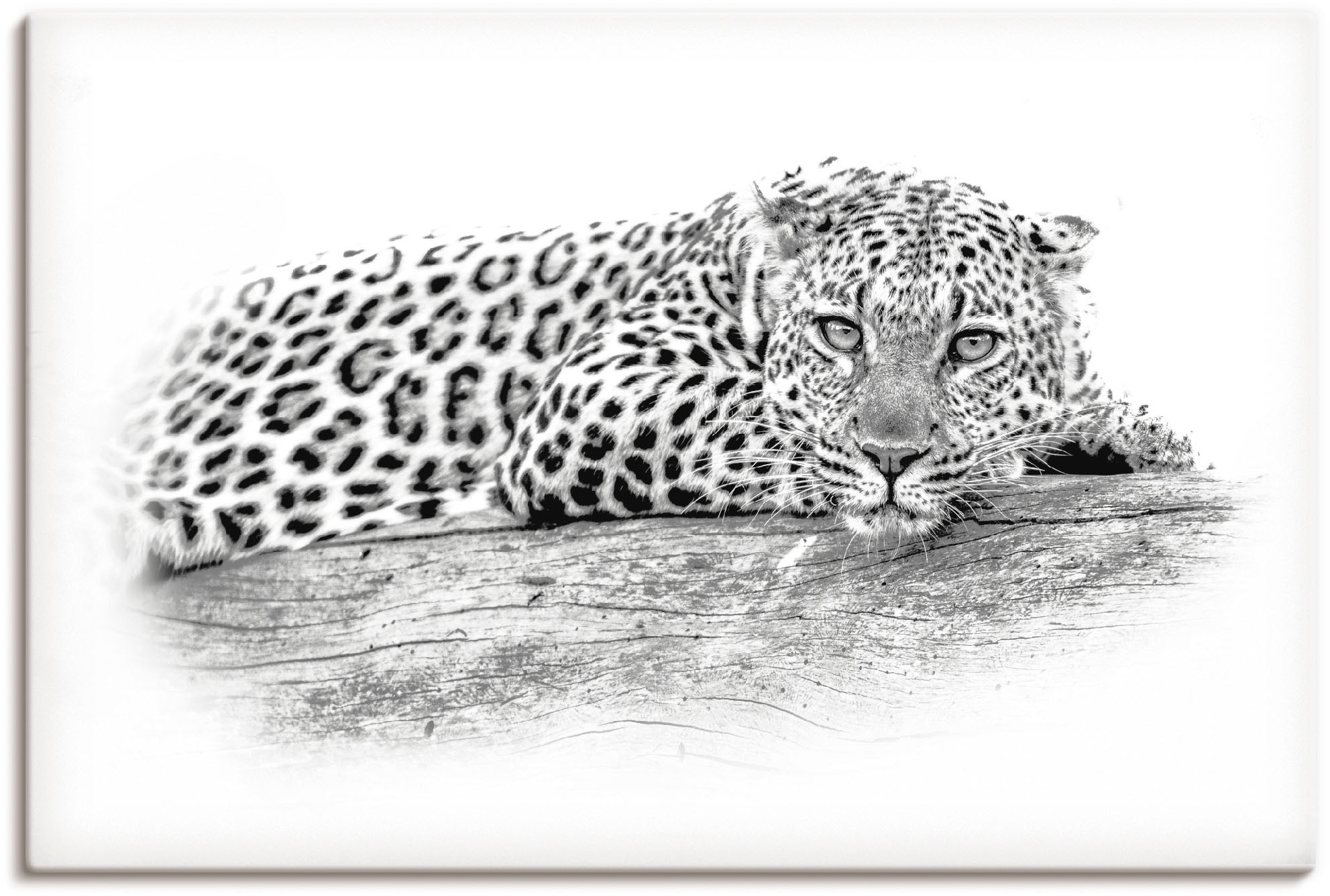 Artland Wandbild "Leopard High Key Optik", Wildtiere, (1 St.), als Alubild, Leinwandbild, Wandaufkleber oder Poster in v