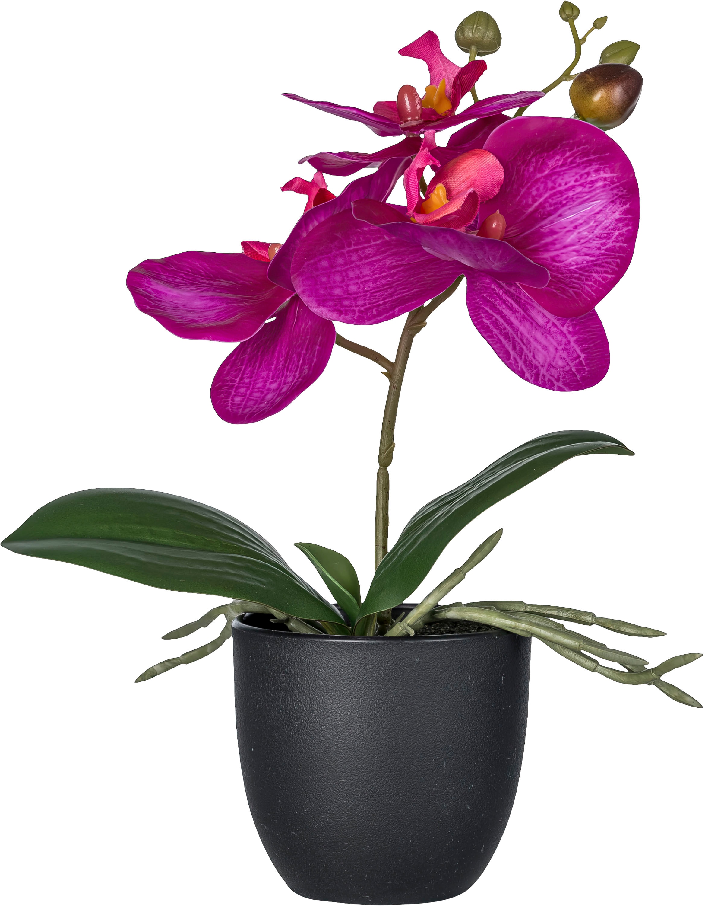 Creativ green Kunstorchidee »Orchidee Phalaenopsis«, mit naturgetreuen Blüten