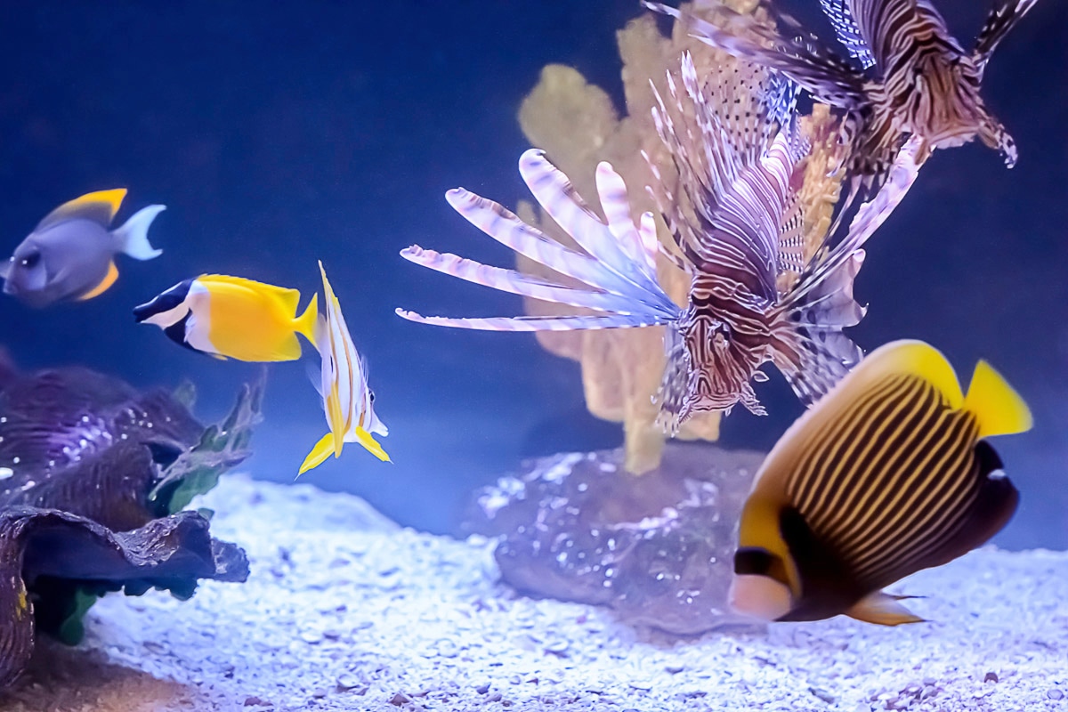 Papermoon "Fische"