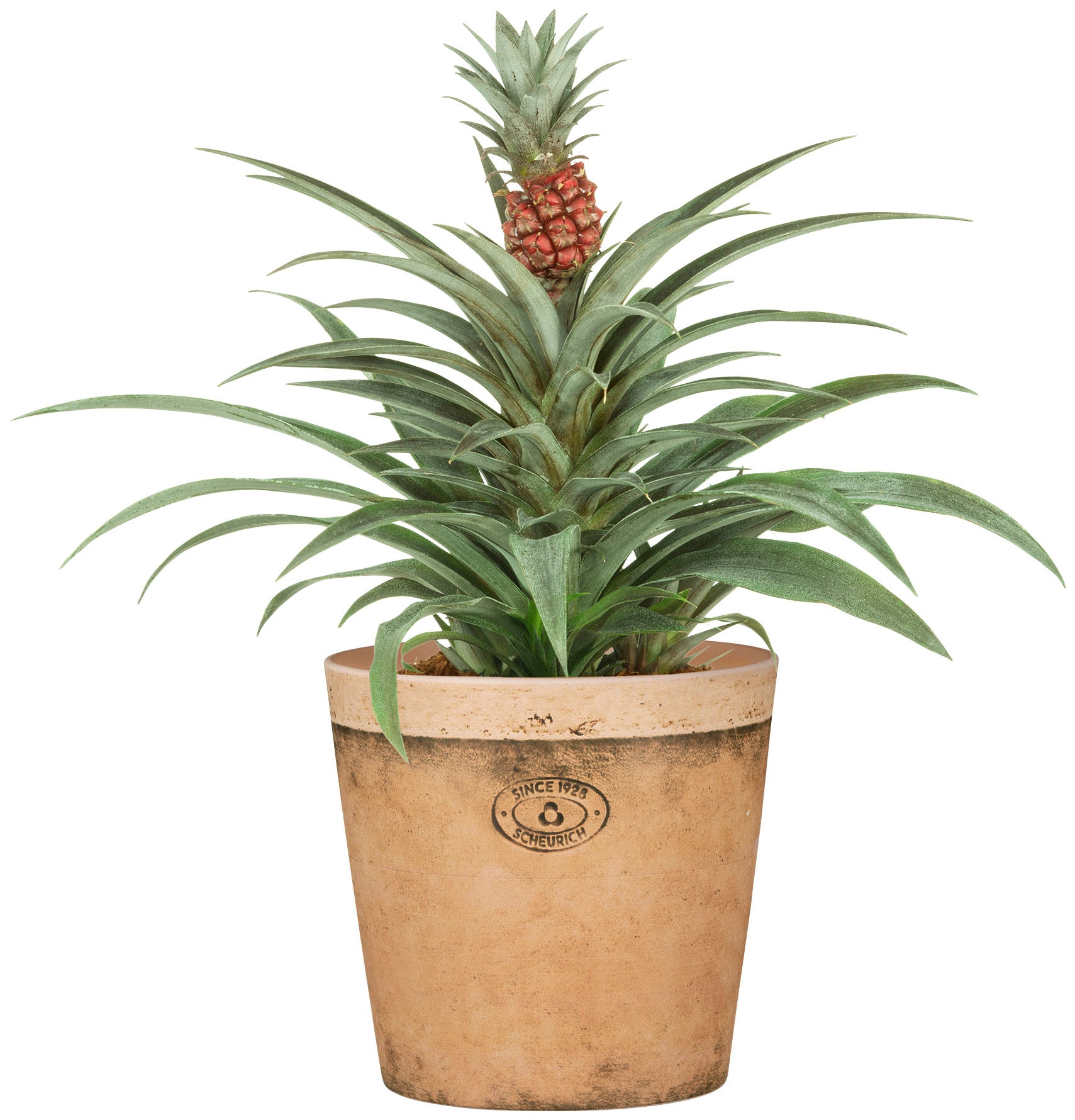 Scheurich Blumentopf »778/19 toscana luminoso«