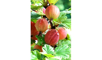 BCM Obstpflanze »Stachelbeere 'Captivator' rot«, (1 St.), Höhe: 30-40 cm, 1 Pflanze kaufen