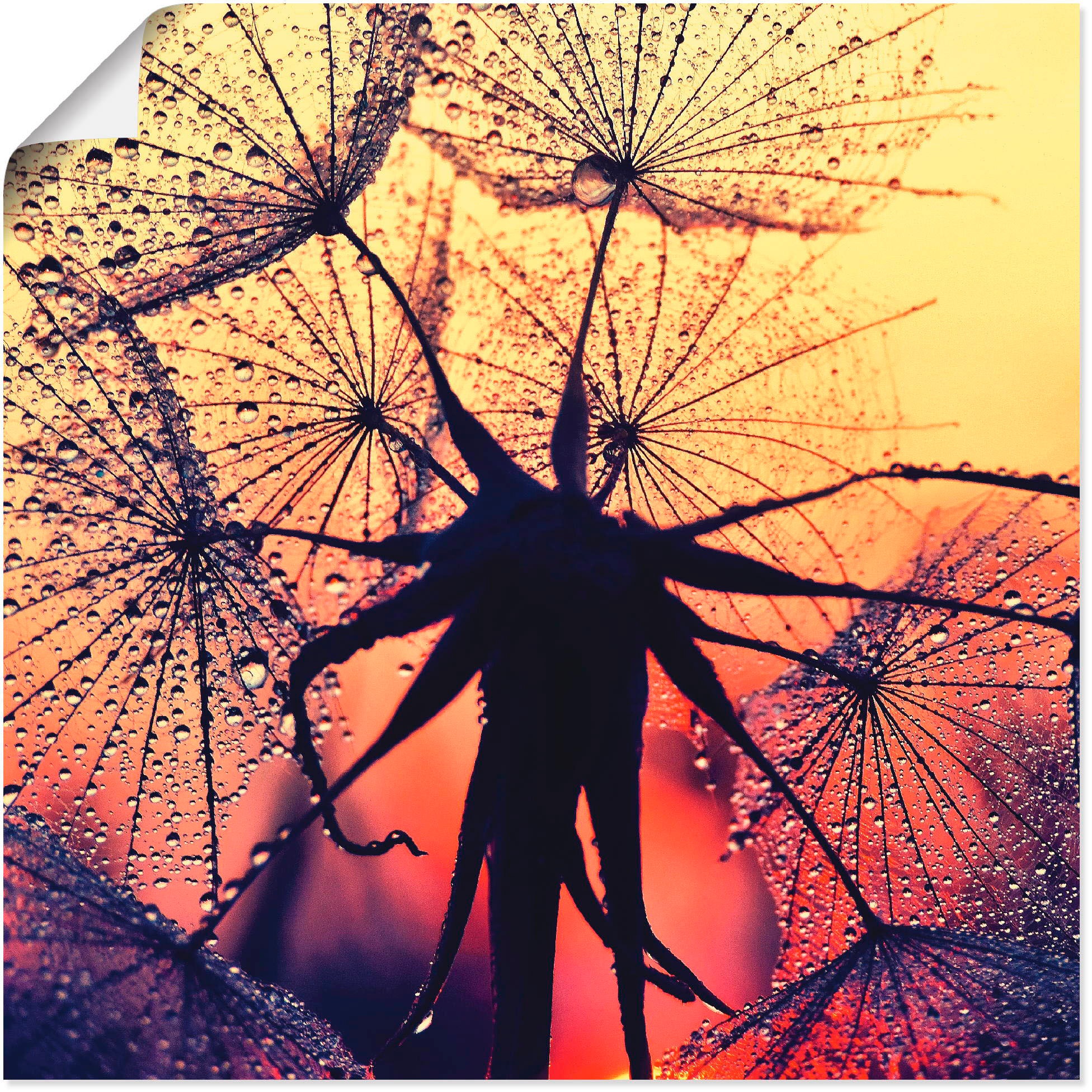Artland Wandbild »Pusteblume Wandaufkleber (1 St.), Größen versch. Sonnenuntergang«, Blumen, | Poster oder als Alubild, BAUR bestellen im Leinwandbild, in