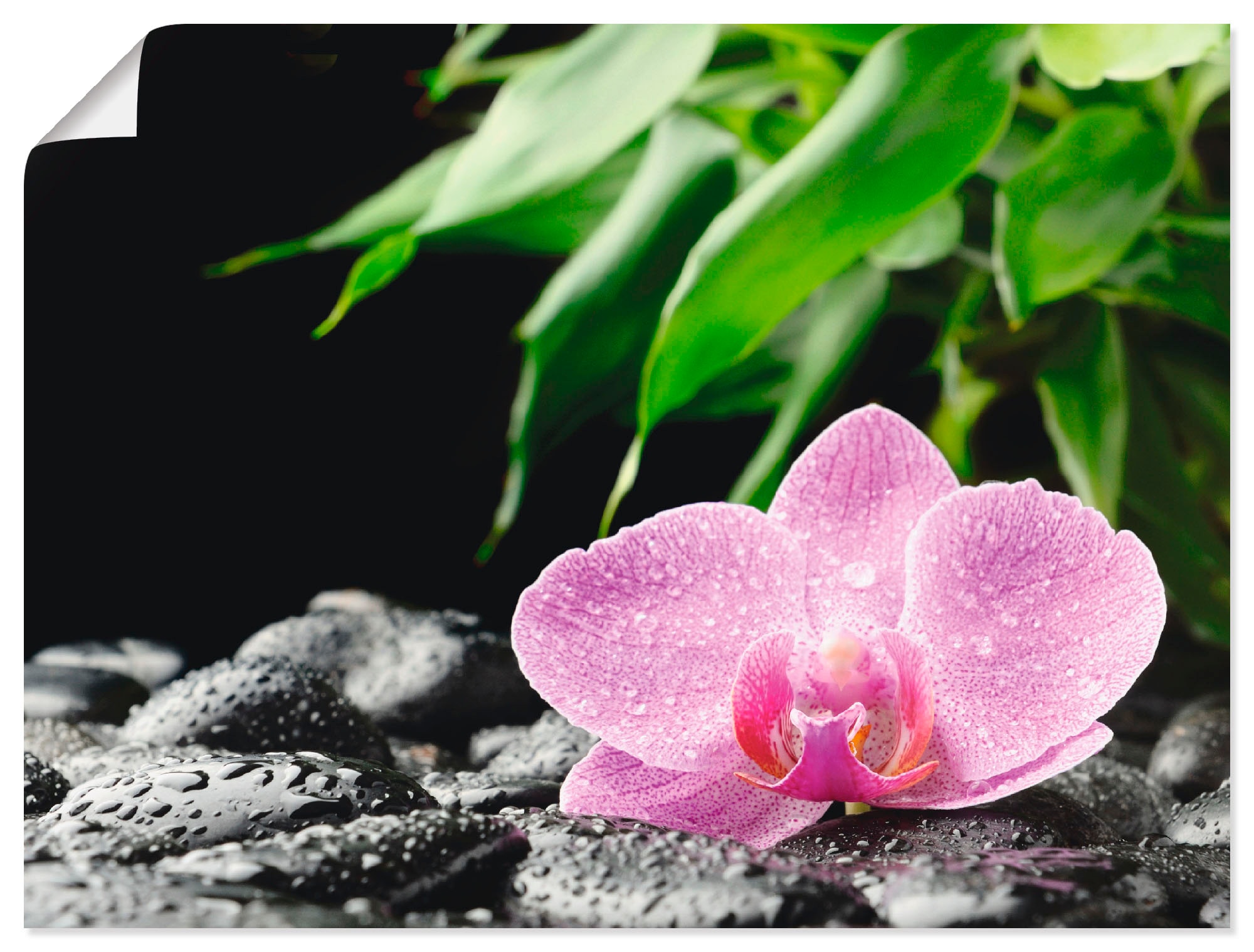 Artland Wandbild »Rosa Orchidee auf schwarzen Zen Steinen«, Blumen, (1 St.), als Leinwandbild, Poster in verschied. Größen