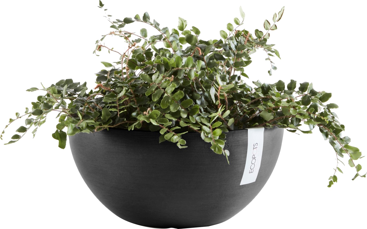 ECOPOTS Blumentopf »BRUSSELS Dark Grey«, BxTxH: 35x35x16,5 cm