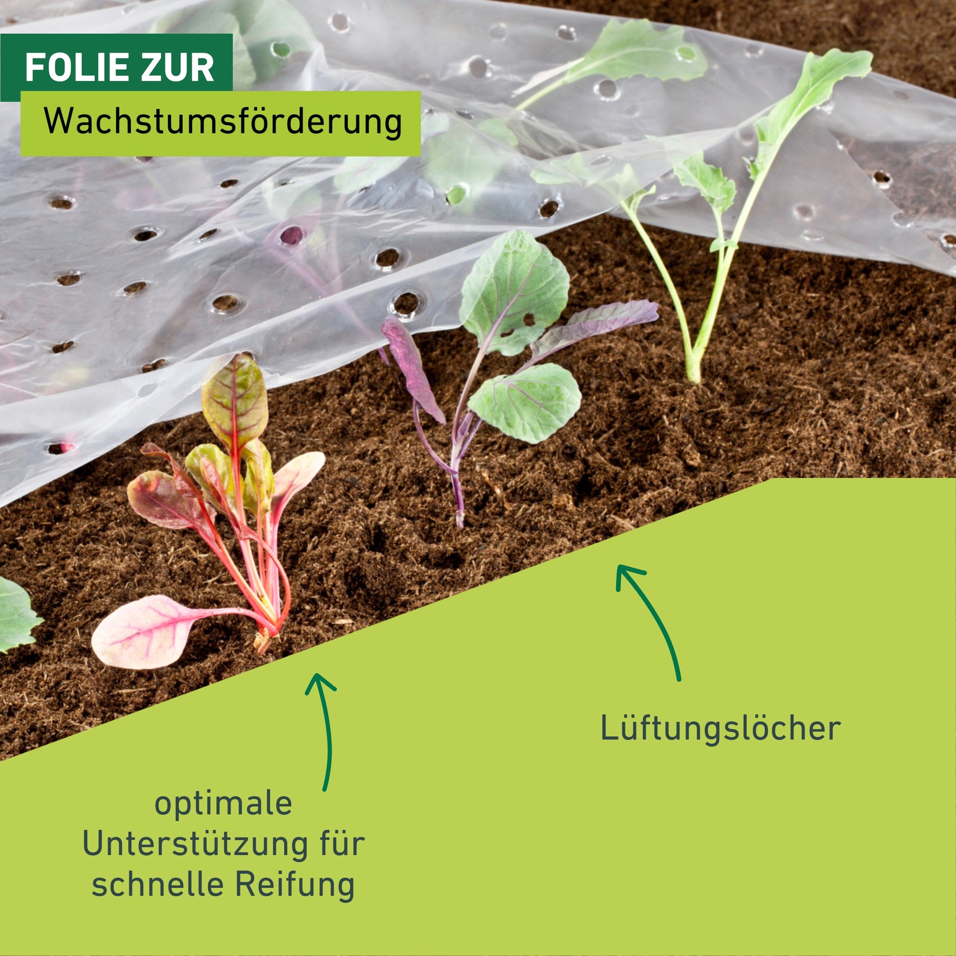 Windhager Schutzplane »Folie für Schutz der Pflanzen im Frühjahr, unterstützt die Pflanzen« gelocht für optimalen Wärmeaustausch, 10x1,5 m 20 µm