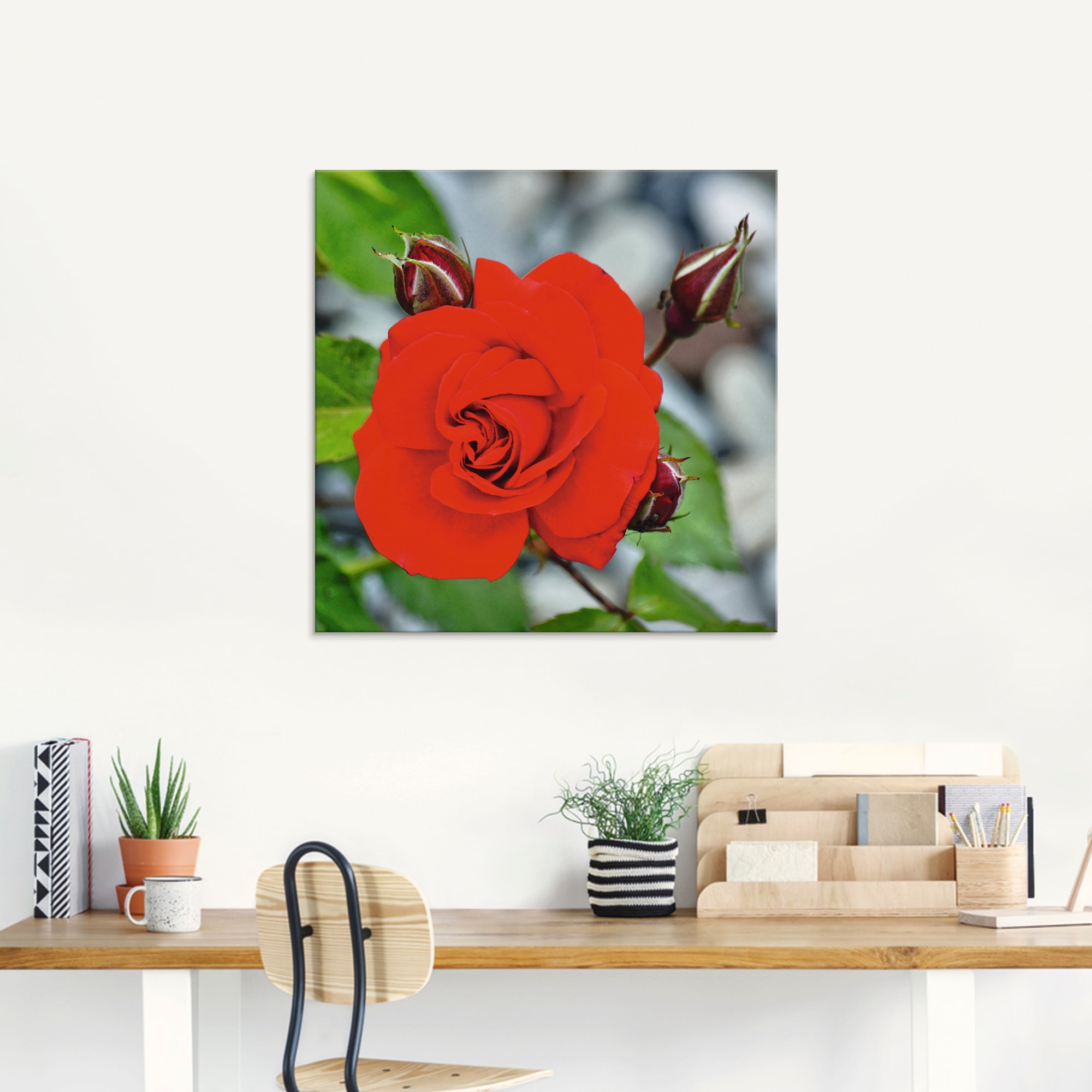 Artland Glasbild »Rote Rosenblüte mit Knospen«, Blumen, (1 St.), in verschiedenen Größen