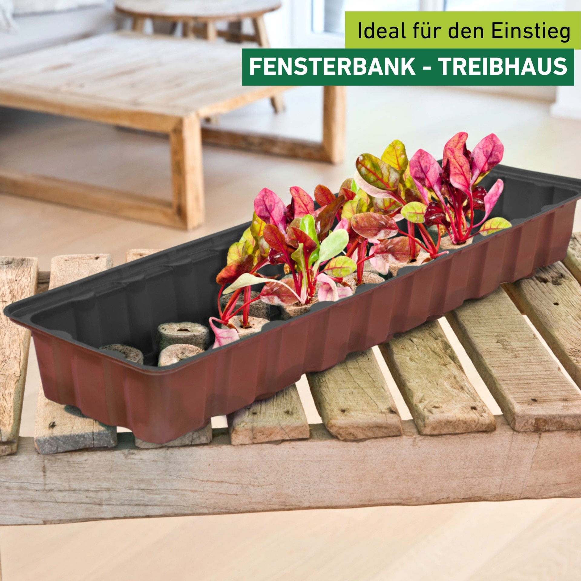 Windhager Gewächshaus »Fensterbank-Treibhaus inkl. 30 Anzuchttöpfe« Zimmer Pflanzen Anzucht, 16,5 x 54,4 x 12 cm, terracotta