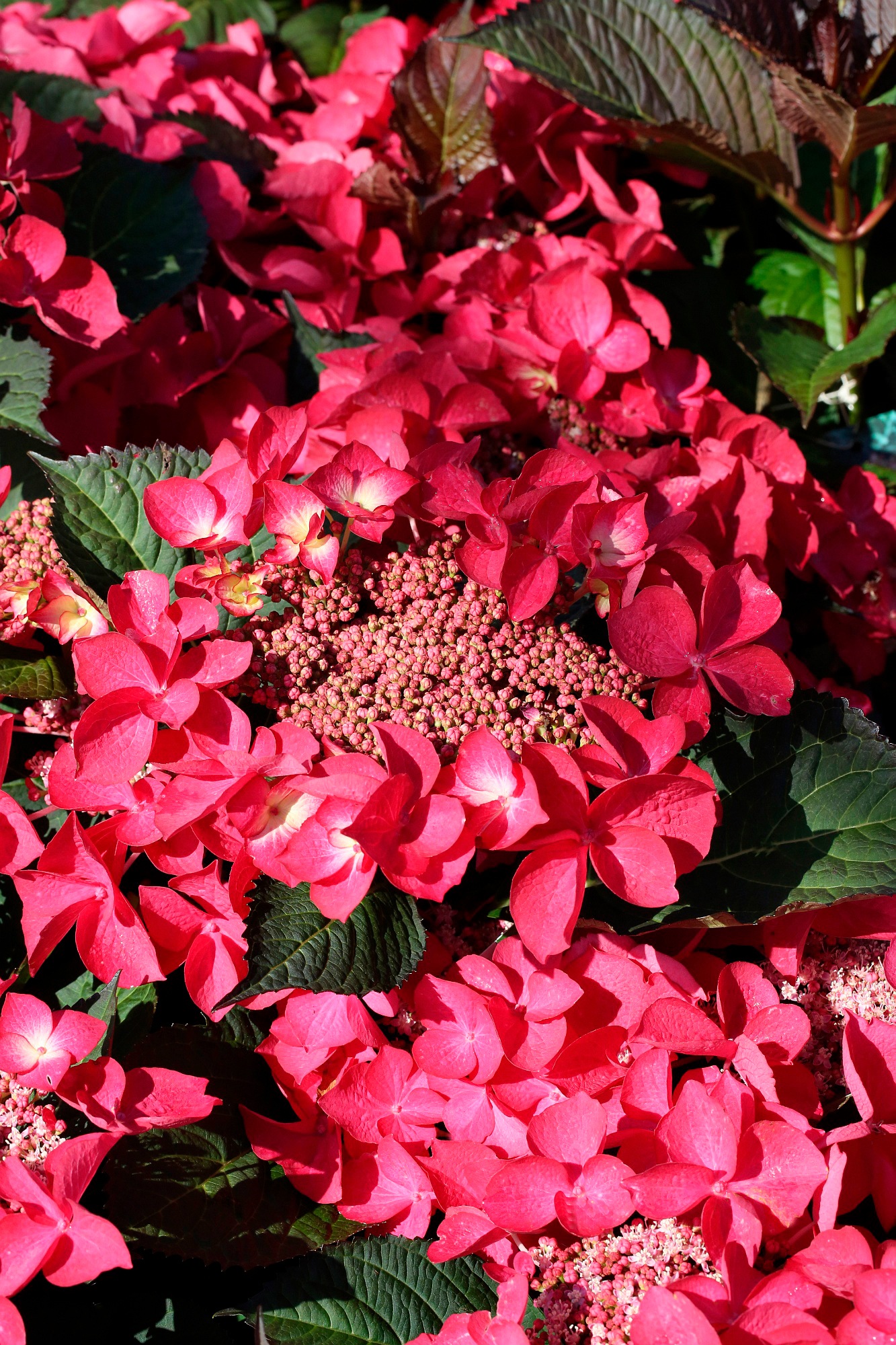 BCM Gehölze »Hortensie 'Kardinal'«, (2 St.), Höhe: 30-40 cm, 2 Pflanze kaufen