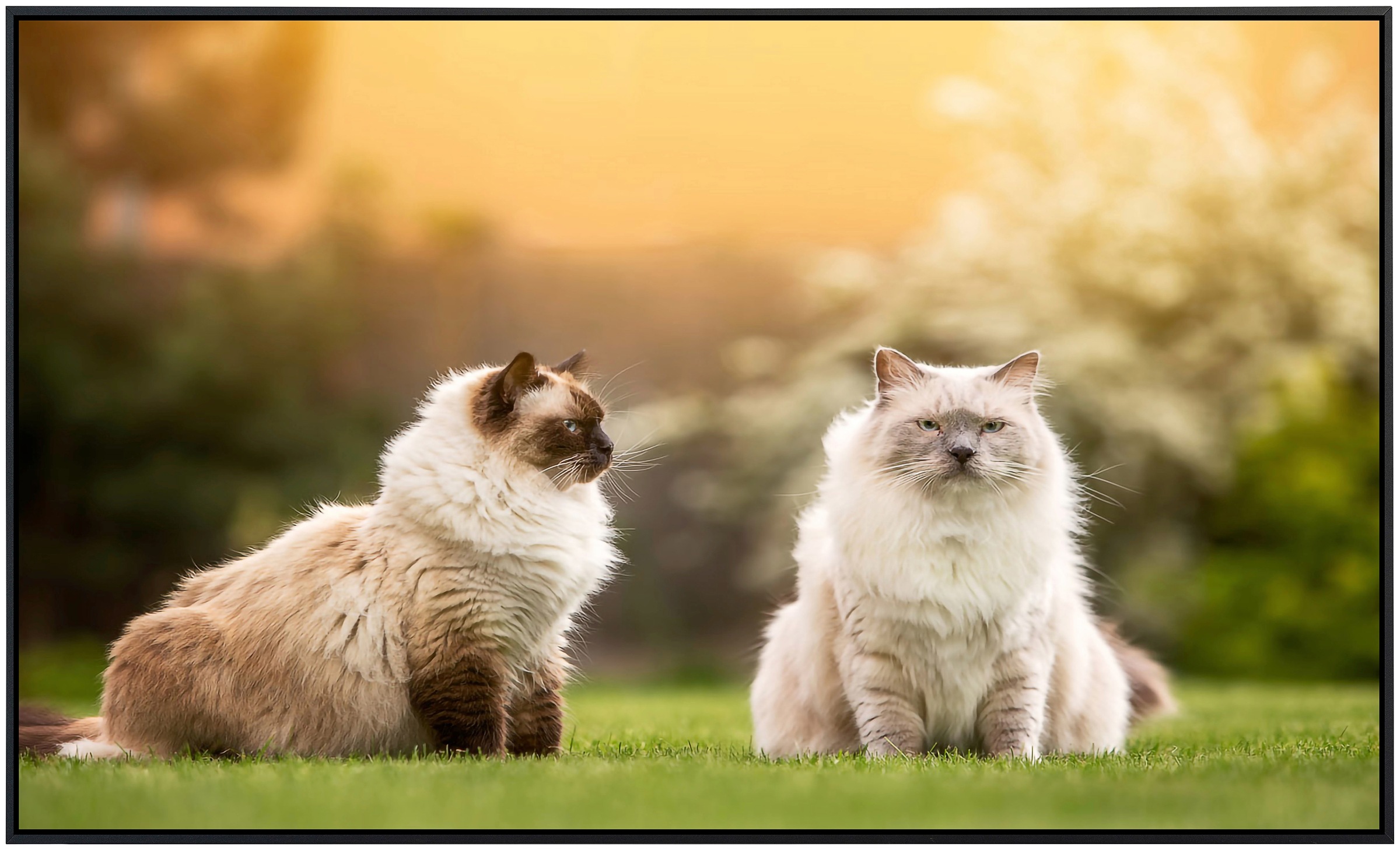 Papermoon Infrarotheizung »Katzen«, sehr angenehme Strahlungswärme