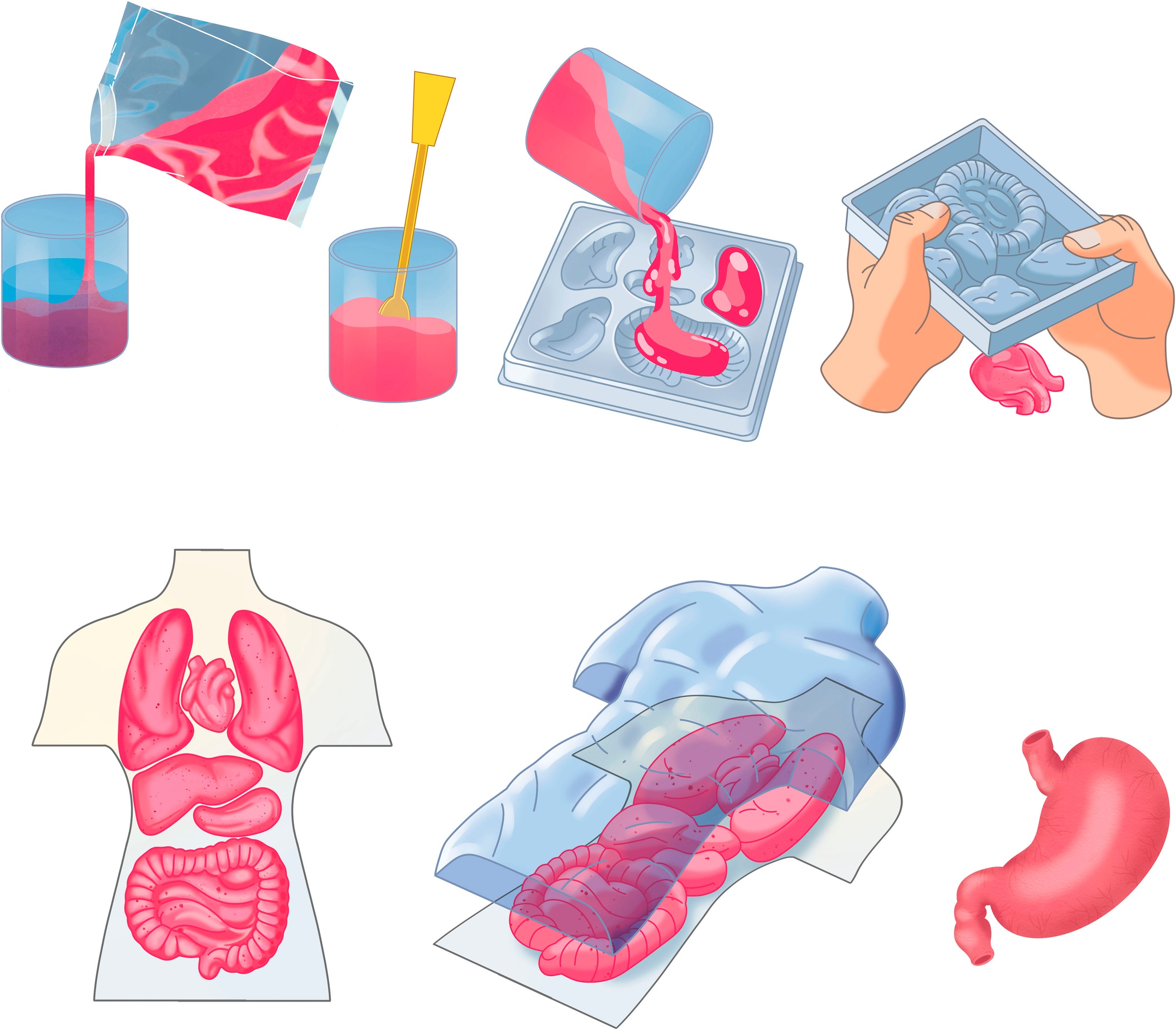 Clementoni® Experimentierkasten »Galileo Lab, Squishy Anatomie«
