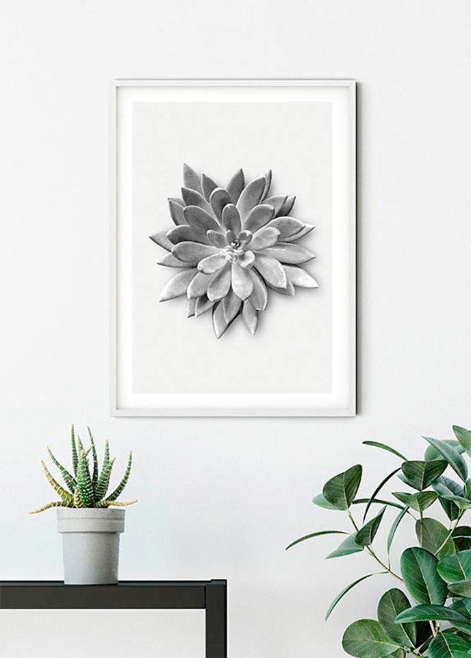 Komar Bild »Succulent Agave«, Pflanzen-Blätter, (1 St.), Wandbild zur Dekoration - ohne Rahmen