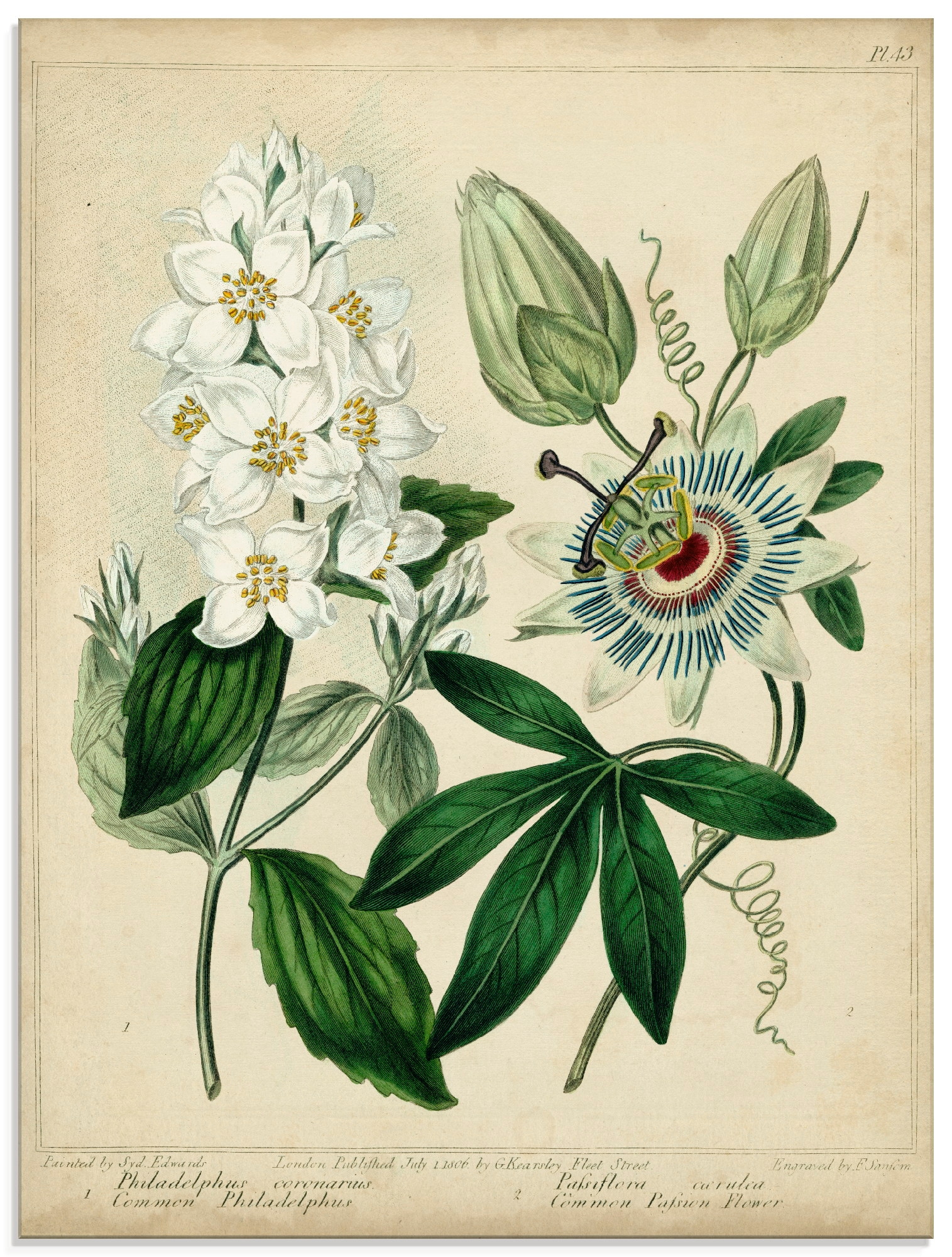 BAUR verschiedenen Artland Blumen, | kaufen Größen »Federnelke (1 Glasbild II«, St.), in