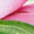 rosé/weiß/grün/natur