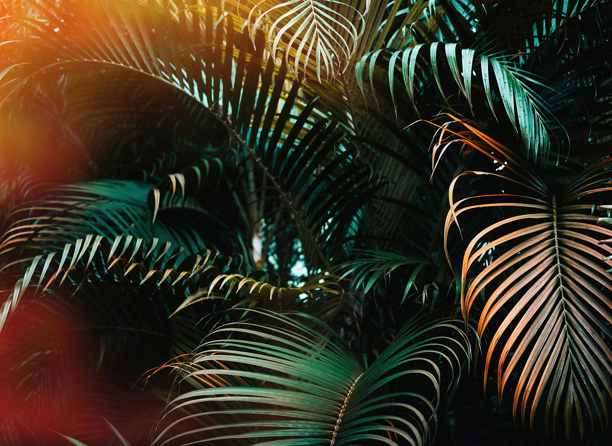 living walls Fototapete "Designwalls Jungle Colour" glatt Vlies, Wand, Schräge, Decke