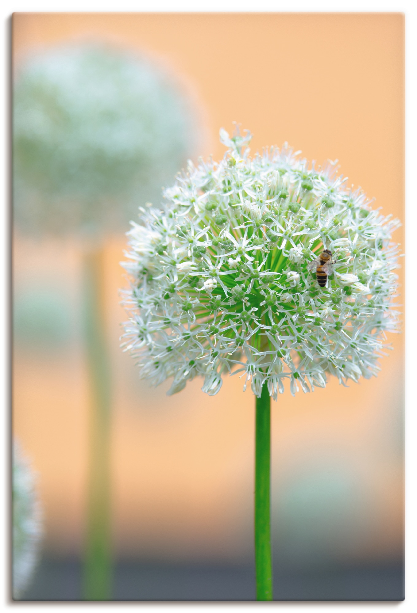 Artland Wandbild "Großer Allium in Pastell", Blumen, (1 St.), als Leinwandbild, Wandaufkleber in verschied. Größen