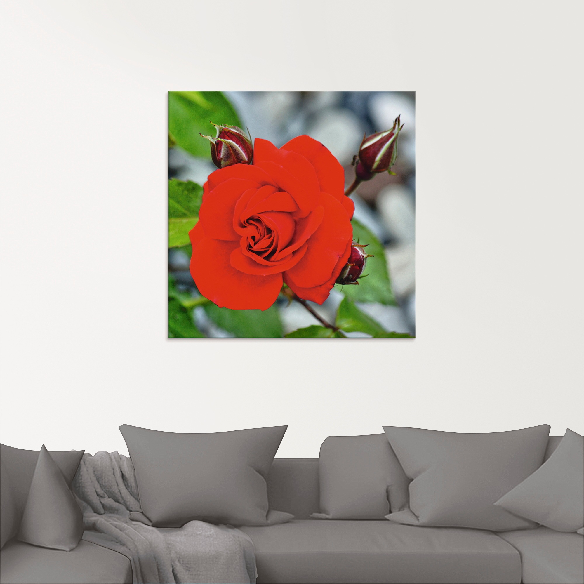 Artland Glasbild »Rote Rosenblüte mit Knospen«, Blumen, (1 St.), in verschiedenen Größen