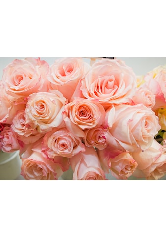 Papermoon Fototapetas »Pink Roses«