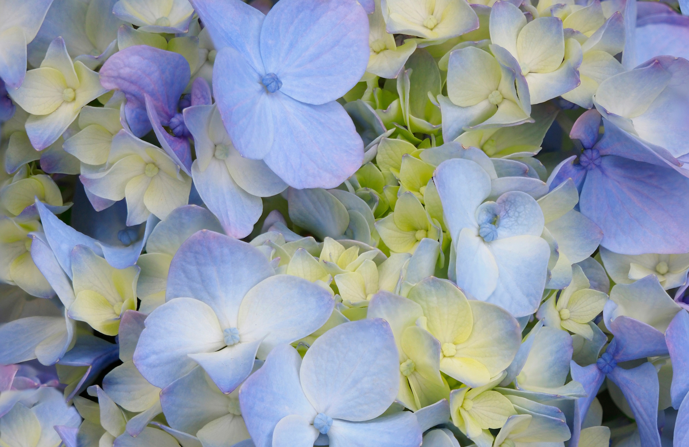 Papermoon Fototapete »HORTENSIE-BLÜTE-BLUMEN PFLANZEN NATUR MUSTER DEKOR«