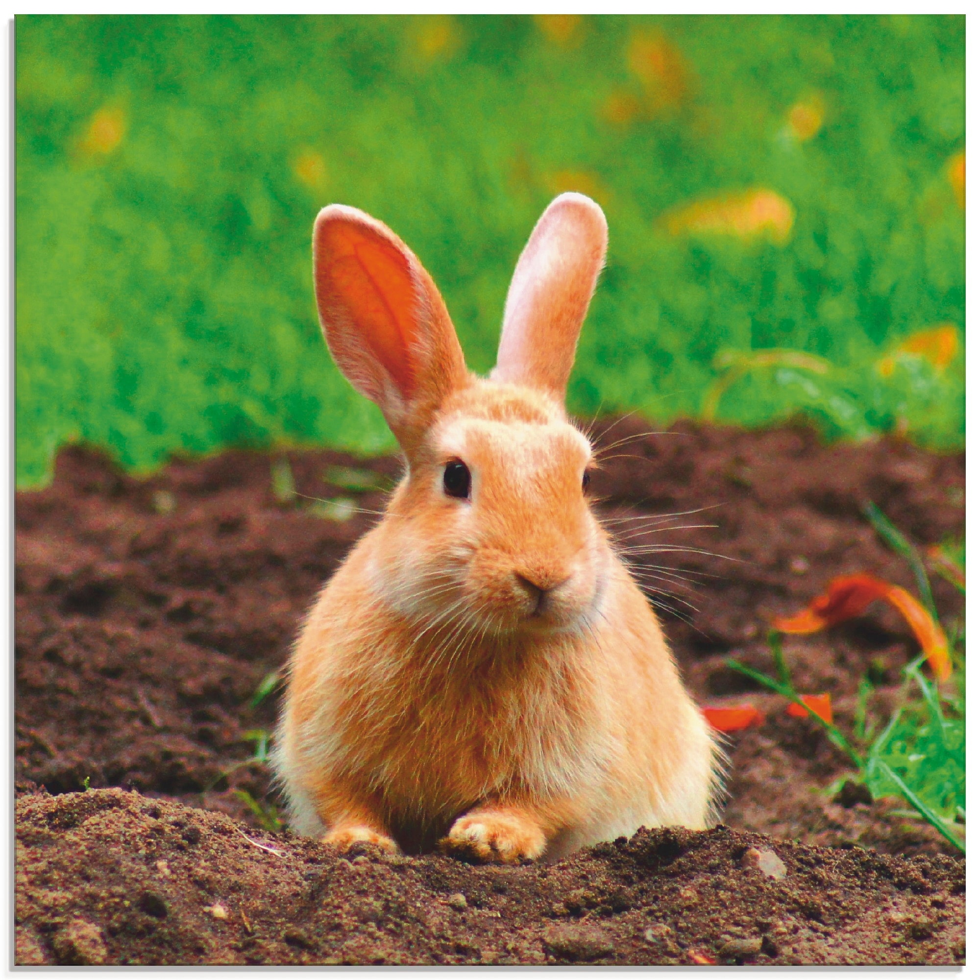 Artland Glasbild »Glückliches Zwergkaninchen«, Wildtiere, (1 St.), in verschiedenen Größen