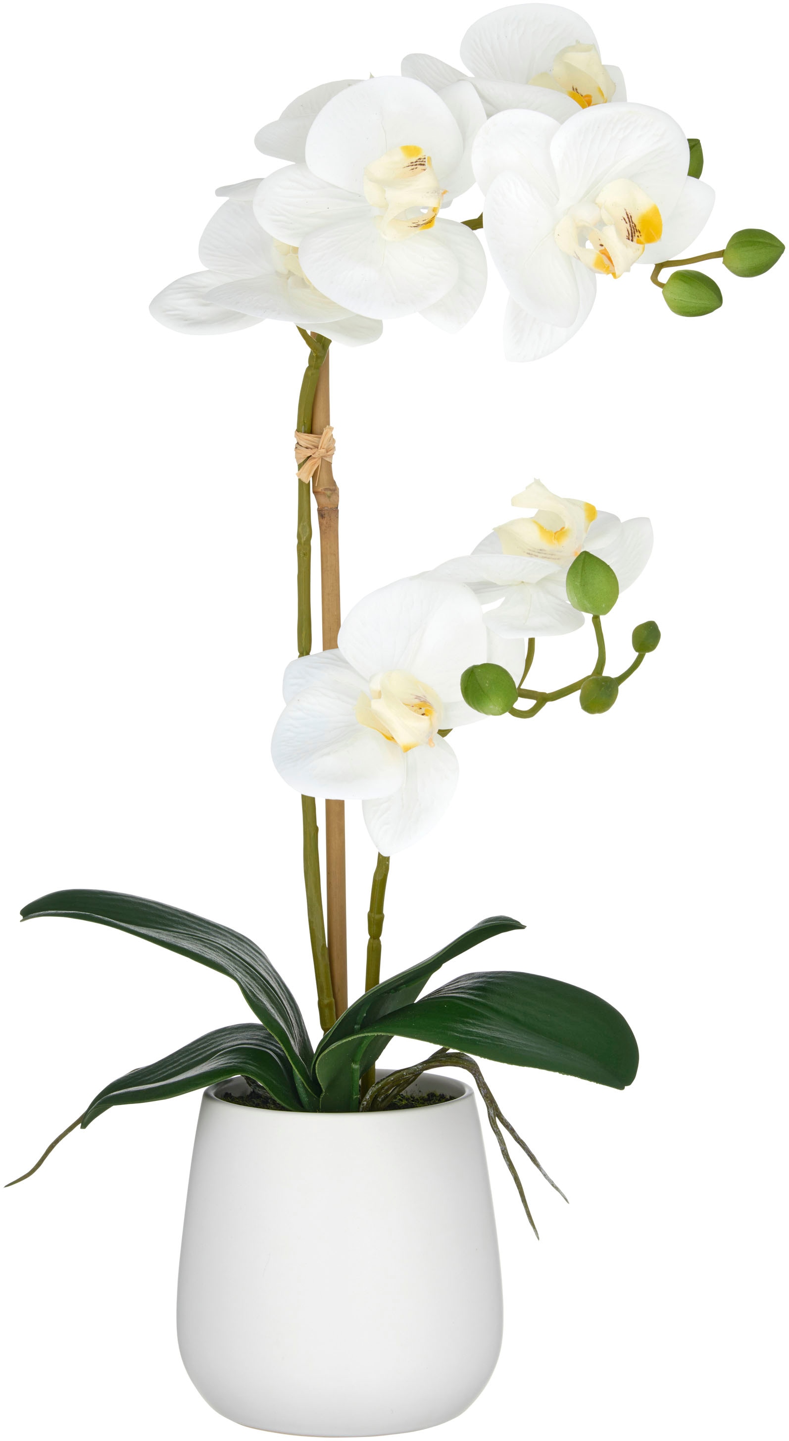 Creativ green Kunstorchidee "Orchidee Phalaenopsis", mit dauerhafter Blüten günstig online kaufen