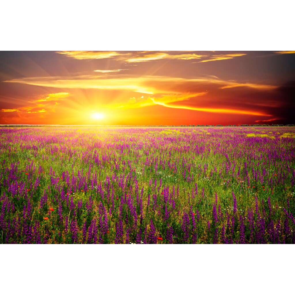Papermoon Fototapete »Blumenwiese Sonnenuntergang«