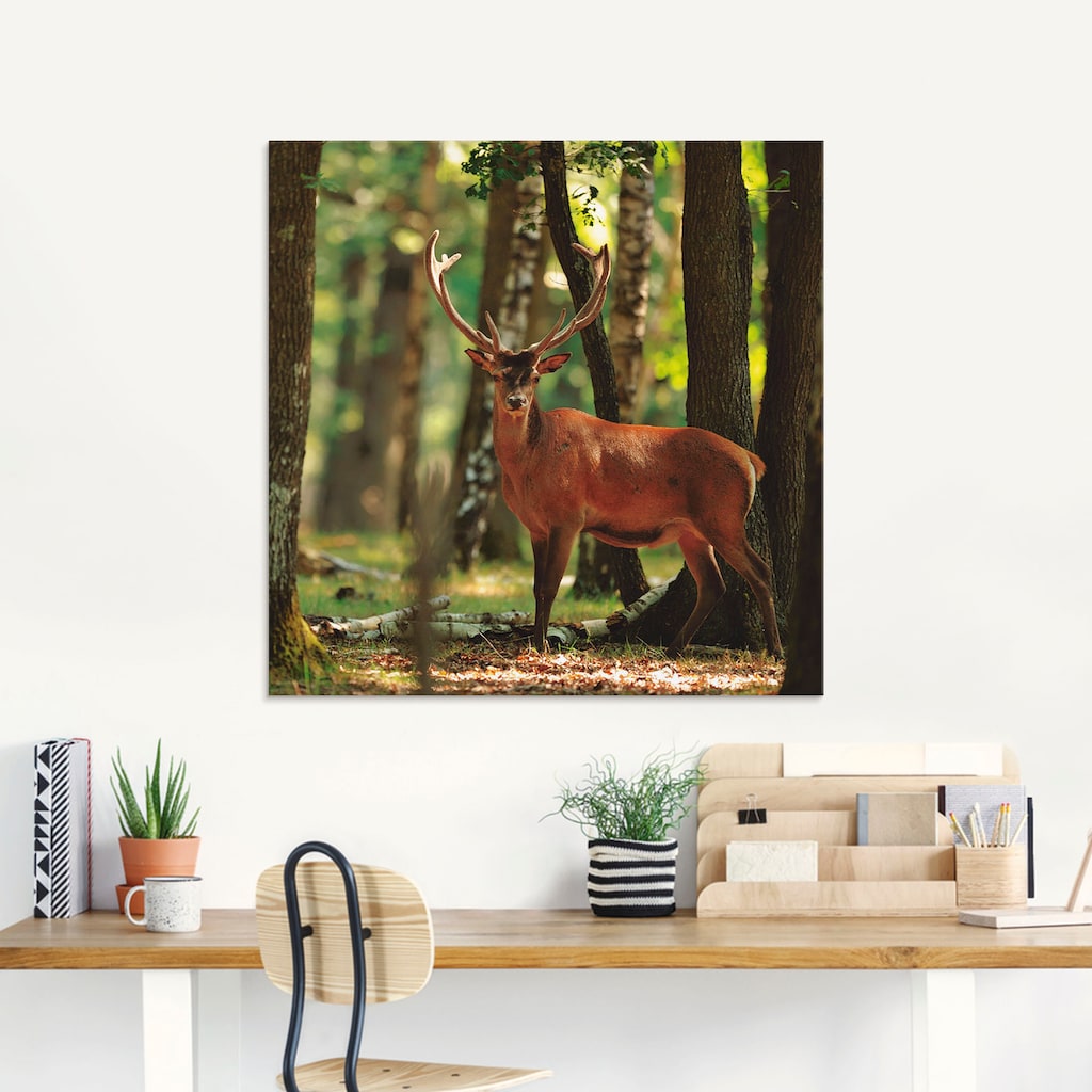 Artland Glasbild »Hirsch 4 - Wald«, Wildtiere, (1 St.)