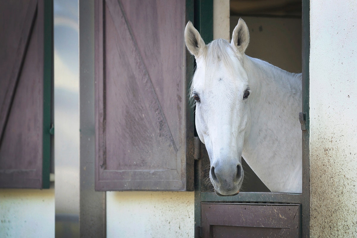 Papermoon Fototapete "PFERD-TIERE PFERDE PFERDEKOPF PONY WANDTAPETE WANDDEKO"