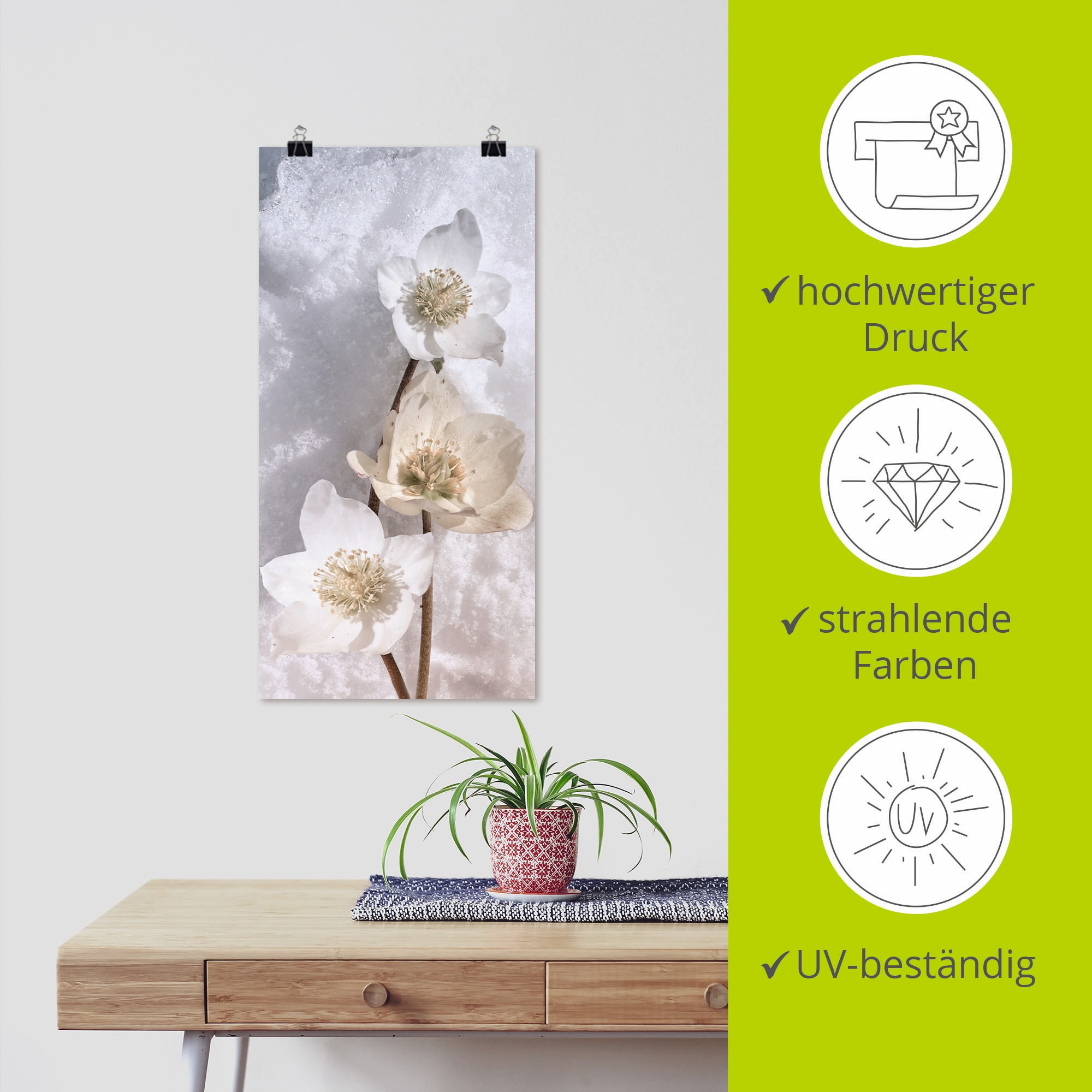 Artland Wandbild »Christrose im Schnee«, Blumen, (1 St.), als Leinwandbild, Poster in verschied. Größen