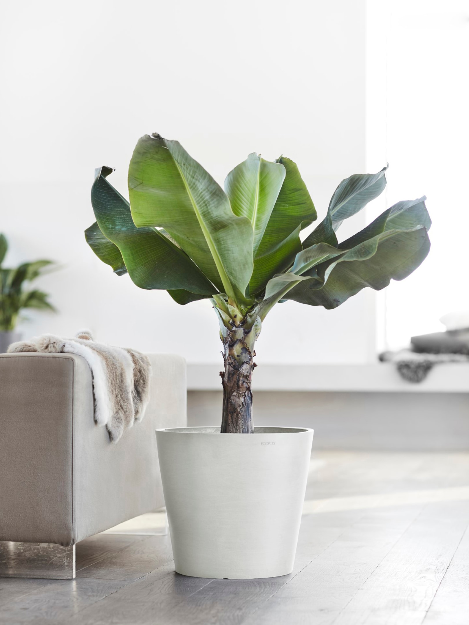 ECOPOTS Blumentopf »Amsterdam 40 Weiß«, für innen und außen: frostsicher, bruchsicher und lichtbeständig